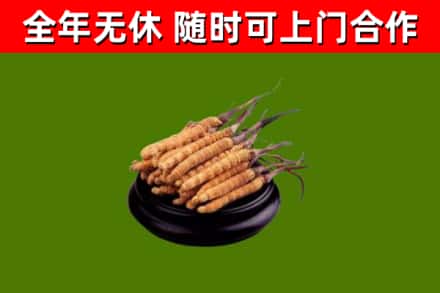 迎泽回收散虫草