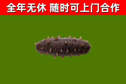 迎泽回收海参干